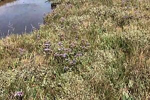 Asian milf gets fucked doggystyle by big cock