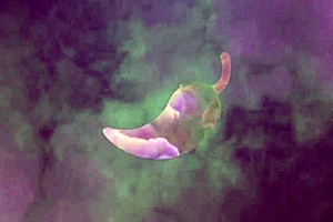 são paulo guy licks bianca greluda until she explodes.