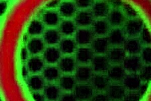 Hey, Gia Love and Sara Jay, show me lesbian action in detention!