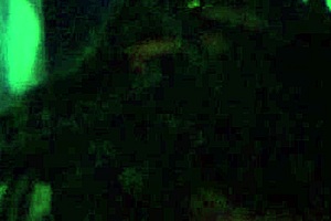 An Asian milf with small tits enjoys homemade sex with a big cock.