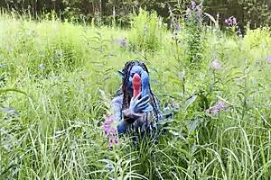 Monika Fox’s Big Prolapse: Hard Dildo Anal in Public Nature?