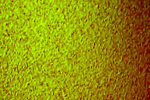 anyone tried this cheap mature Asian hooker yet?