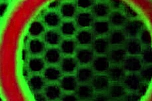 Curvaceous Lesbians Sofia Rose Tease Hard