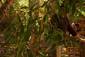 Monica Mayhem Screams As She Reunites With Her True Love's Little 18+ Cock!