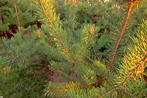 Pleeeease dont cum inside 😩