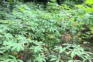 Softkind Taking The Stepmom From Back In The Bush Christmas Gift Delivance