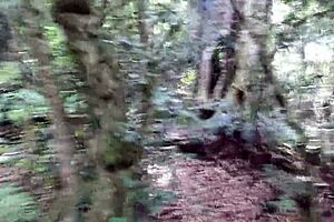 Passionate sex in Eden's garden, hearts racing as we nearly get caught.