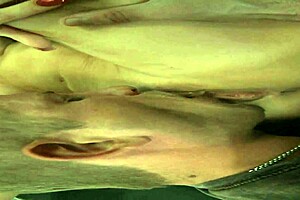 Sexy Mature Diamond Displays Big Tits While Fucking Horny Man