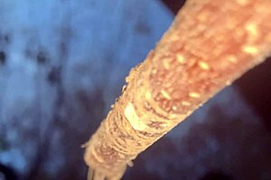 Having hardcore creampie sex with a cute witch bent over in the woods!