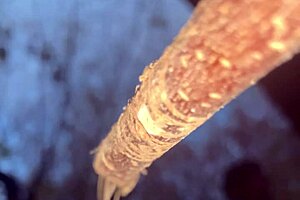 Having hardcore creampie sex with a cute witch bent over in the woods!