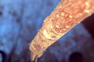 Having hardcore creampie sex with a cute witch bent over in the woods!