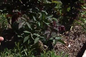 Hey, check out this outdoor pov with amateurs! 😎🌳