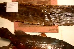 beauty in black, stunning babe, you sucking that huge cock before getting pounded from behind?