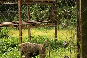 beauty in black, stunning babe, you sucking that huge cock before getting pounded from behind?