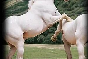 Becoming a Cougar in Leather Boots and Gloves