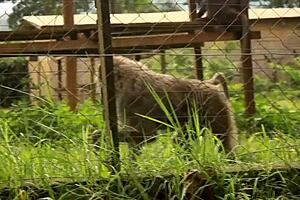 tourist fucks ebony milf in yaounde park publicly during african cup hardcore anal outdoors