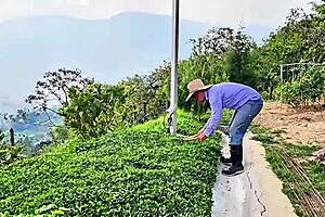 Why Cheat on My Husband with the Gardener's Deep Thrusts?