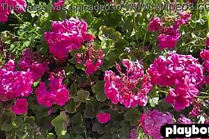 Hot posing unfolds with black babe ana foxxx in perfect poolside session for playboy