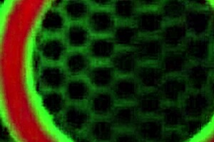 Nikki Benz And Angela Dive Into Wild Lesbian Threesome With Huge Tits Licking And Dildo Play!