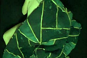 Bird's Eye View Of Sensual Czech Couple Bedroom Fuck Orgasm